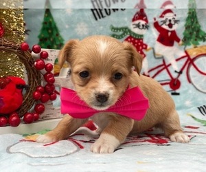 Jack Russell Terrier-Poodle (Standard) Mix Puppy for sale in LANCASTER, PA, USA