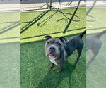 Small #1 American Pit Bull Terrier Mix