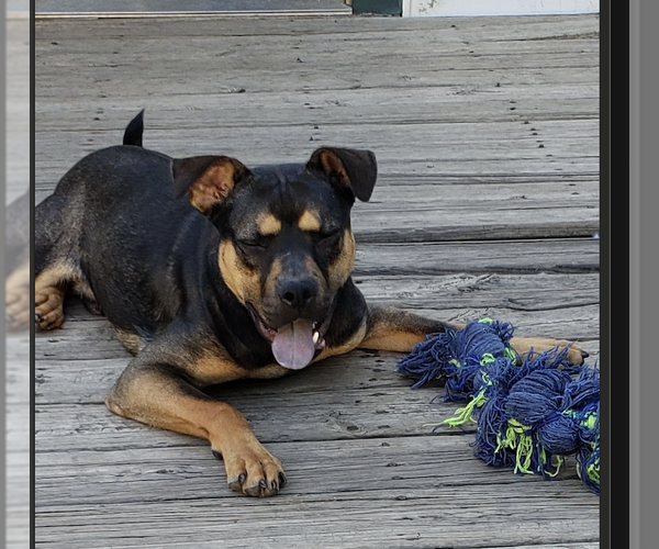 Medium Photo #4 Mutt Puppy For Sale in Plainfield, IL, USA