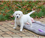 Small #5 English Cream Golden Retriever
