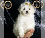 Puppy Avalanche F1 Maltipoo