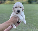 Small Photo #14 Golden Retriever Puppy For Sale in DOTHAN, AL, USA