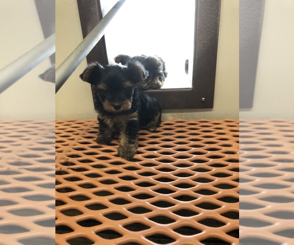 Medium Photo #3 Yorkshire Terrier Puppy For Sale in TIPPECANOE, IN, USA
