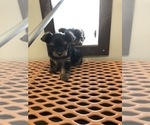 Small Photo #3 Yorkshire Terrier Puppy For Sale in TIPPECANOE, IN, USA