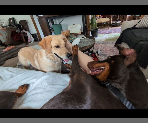 Medium Photo #4 Doberman Pinscher Puppy For Sale in Minneaoplis, MN, USA