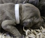Small Photo #4 Cane Corso Puppy For Sale in WEST MONROE, LA, USA