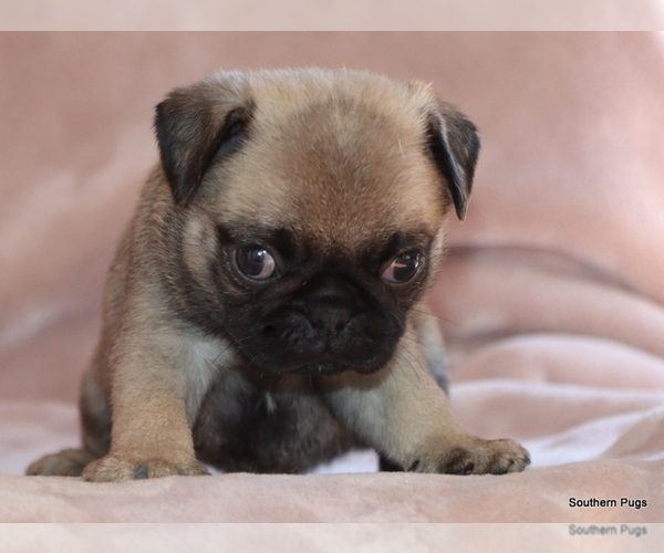 Medium Photo #3 Pug Puppy For Sale in WINNSBORO, TX, USA