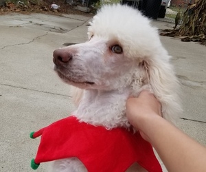 Poodle (Standard) Puppy for sale in SOUTHFIELD, MI, USA