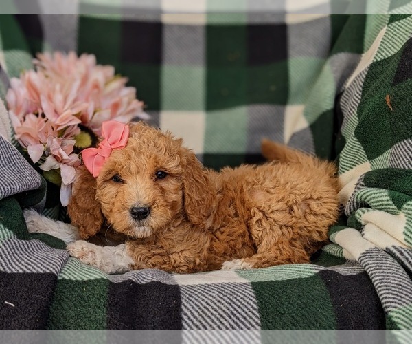 Medium Photo #5 Goldendoodle Puppy For Sale in OXFORD, PA, USA