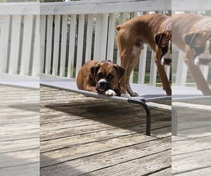 Mother of the Boxer puppies born on 05/29/2025