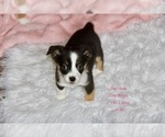 Small Photo #3 Aussie-Corgi-Miniature Australian Shepherd Mix Puppy For Sale in LIND, WA, USA