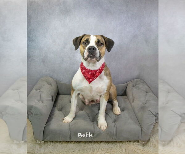 Medium Photo #3 Boxer-Unknown Mix Puppy For Sale in Hot Springs Village, AR, USA