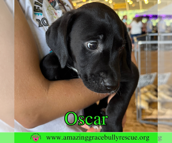 Medium Photo #9 Bulldog-Labrador Retriever Mix Puppy For Sale in Pensacola, FL, USA