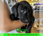 Small #8 Bulldog-Labrador Retriever Mix
