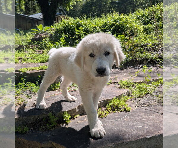 Medium Photo #3 Great Pyrenees Puppy For Sale in Vail, AZ, USA