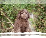 Small #1 ShihPoo