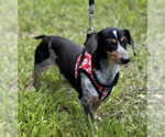 Small #4 Dachshund