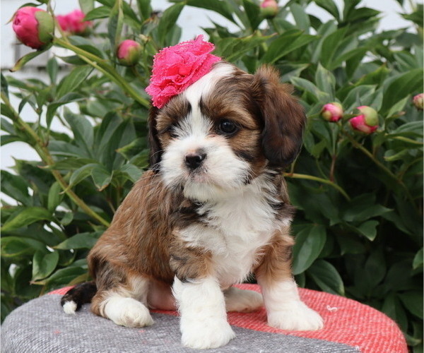 Medium Photo #7 Cava-Tzu Puppy For Sale in THORP, WI, USA