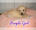 Puppy Purple Girl Golden Retriever