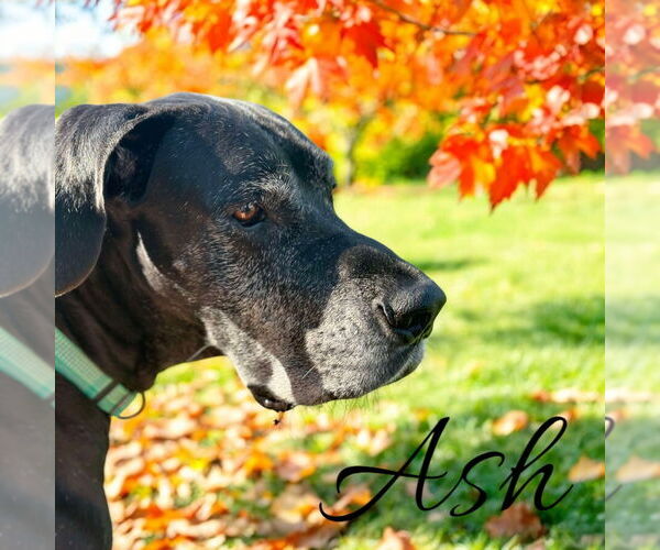 Medium Photo #8 Great Dane Puppy For Sale in Bullard, TX, USA