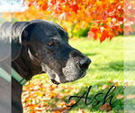 Small #7 Great Dane