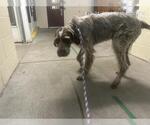 Small German Wirehaired Pointer