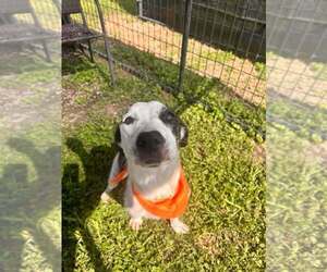 Bella - Female Mutt Dog for Adoption - Photo #2