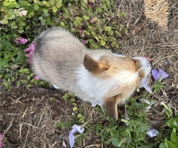 Medium Photo #6 Pembroke Welsh Corgi Puppy For Sale in THORP, WI, USA