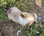 Small #5 Pembroke Welsh Corgi