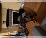 Small #2 Mutt