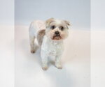 Small Photo #5 Poochon Puppy For Sale in Kennesaw, GA, USA