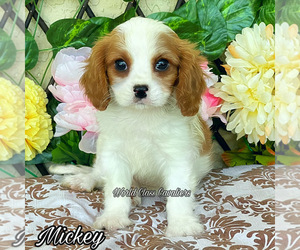 Cavalier King Charles Spaniel Puppy for sale in MIAMI, FL, USA