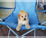 Small Photo #3 Maltipoo Puppy For Sale in SANTA CLARITA, CA, USA