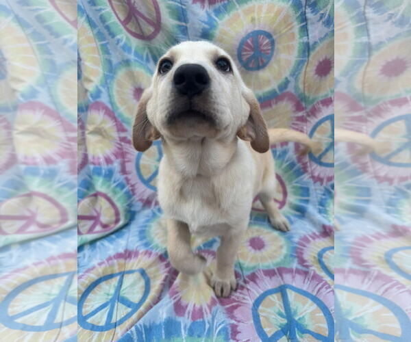 Medium Photo #2 Labrenees Puppy For Sale in New London, WI, USA
