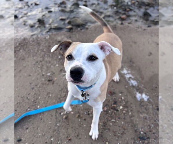 Medium Photo #9 Mutt Puppy For Sale in Boston, MA, USA