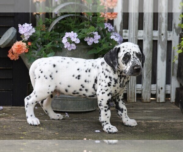 Medium Photo #2 Dalmatian Puppy For Sale in FREDERICKSBG, OH, USA