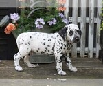 Small Photo #2 Dalmatian Puppy For Sale in FREDERICKSBG, OH, USA