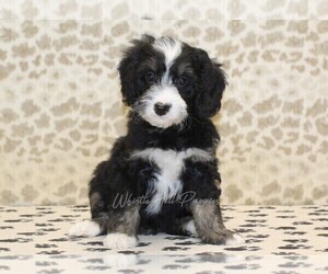 Miniature Bernedoodle Puppy for sale in DENVER, PA, USA