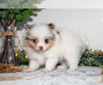 Small Photo #10 Pomeranian Puppy For Sale in GOSHEN, IN, USA