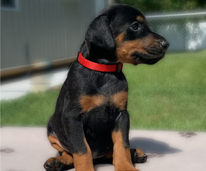 Doberman Pinscher Puppy for sale in LAKELAND, FL, USA