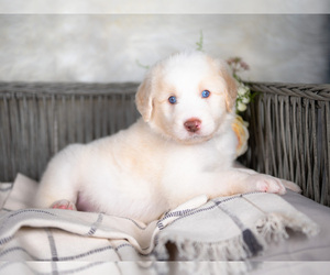 Bordoodle Puppy for sale in STRAFFORD, MO, USA