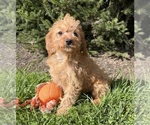 Small #2 Cavapoo mix (+ Poodle Miniature)