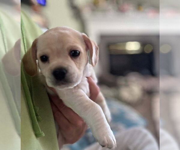 Medium Photo #1 Cockerhuahua Puppy For Sale in Aurora, IN, USA