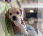 CockaChi Bs : Buddy - Male Cockerhuahua Dog for Adoption - Small photo