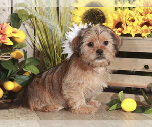Shorkie Tzu Puppy for sale in MOUNT VERNON, OH, USA