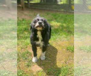 Mutt Dogs for adoption in Lewistown, PA, USA