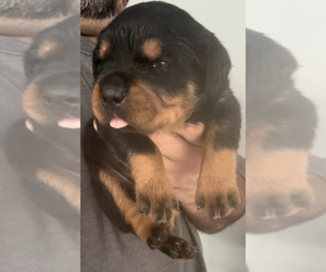 Rottweiler Puppy for Sale in WALLINGFORD, Connecticut USA