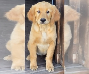 Golden Retriever Puppy for sale in OKTAHA, OK, USA
