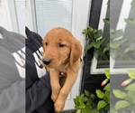 Small #1 Golden Retriever