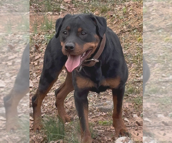 Medium Photo #2 Rottweiler-Unknown Mix Puppy For Sale in Decatur, GA, USA